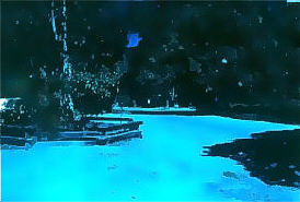 Trees rose on both sides and merged overhead.