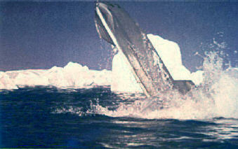 seaview_blow_blue2.jpg - 20470 Bytes